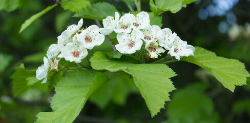 White hawthorn flowers in a spring garden, macro. Crataegus monogyna blooms.