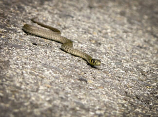 Young grass snake (Natrix natrix) on an asphalt forest road.