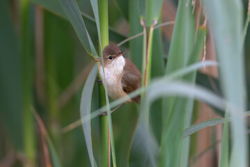 A male paddyfield warbler (Acrocephalus agricola) photographed sitting on a reed in soft morning light. Close-up photo