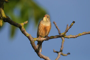 Male ortolan (Emberiza hortulana) in breeding plumage, close-up shot, sits on a branch against the...