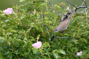 common whitethroat (Curruca communis) shot in an unusual position on a blooming rose bush