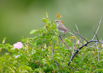Unusual photo of a common chiffchaff (Phylloscopus collybita) sitting on a rose hip bush on a blurred green background close-up