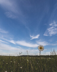 flowers and sky