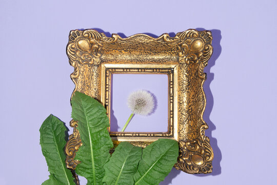 Close up dendelion flower with green leaves and vintage golden painting frame on pastel purple background. Spring or summer aesthetic bloom composition. Minimal flat lay.