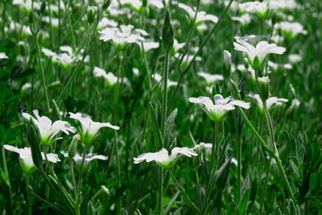 Białe polne kwiaty rosnące wśród traw © Currentofimages