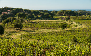 Fototapeta na wymiar Winding track through vineyard in Corsica
