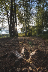 feathers on morning road