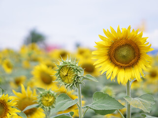 Beautiful Sunflower or Helianthus annuus