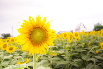 Beautiful Sunflower or Helianthus annuus