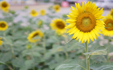 Beautiful Sunflower or Helianthus annuus