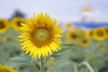 Beautiful Sunflower or Helianthus annuus