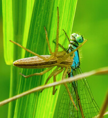 Wildlife insects: Spider hunted down butterfly