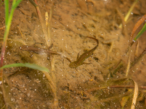 Smooth newts in pond water - Lissotriton vulgaris - formerly Triturus vulgaris. UK.