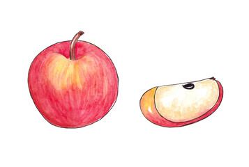 Hand drawn watercolor Natural ripe fruit - Apple