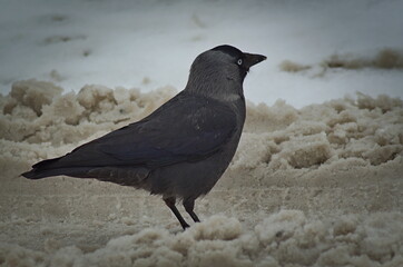 Lonely Jackdaw (Corvus monedula) on a snowy road. - obrazy, fototapety, plakaty