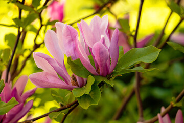 Obraz premium Closeup photography oof the beatiful pink magnolia,bathing in sunlights.Springtime concept.Floral background.