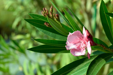 Obraz na płótnie Canvas pink flower