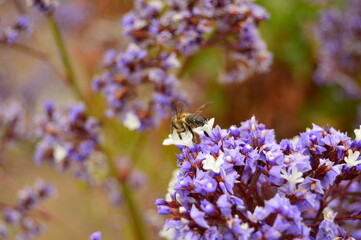 Bee on flowers