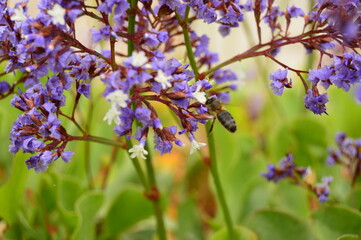 Bee on flowers