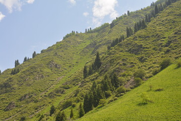 Fototapeta premium landscape in summer