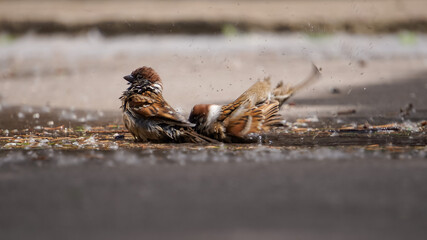 Sparrows bathe in a puddle on the asphalt