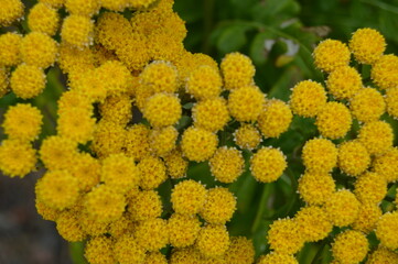 Yellow flowers