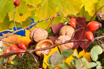 Autumn colors, bright autumn leaves and nuts .