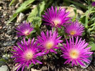 Blut Ice Plant (Delosperma ashtonii, Harriet Margaret Louisa Bolus) - The Carpet Weed Family or die...