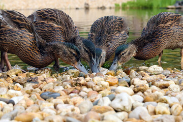 Fototapeta premium The mallard or wild duck (Anas platyrhynchos) by the shore. A group of larger ducklings while feeding on the shore in shallow water with stones.