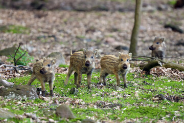The wild boar (Sus scrofa), also known as the wild swine or Eurasian wild pig, young piglet in the forest. Three little striped piglets in the forest while feeding.