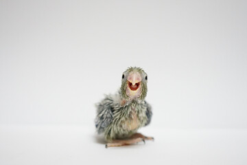 Forpus baby bird newborn (green color) 20 day old standing on white background, it is the smallest parrot in the world.