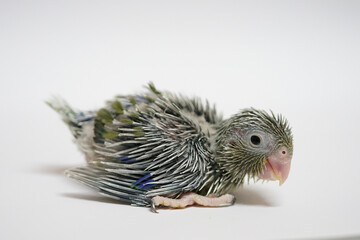 Forpus baby bird newborn (green color) 20 day old standing on white background, it is the smallest parrot in the world.