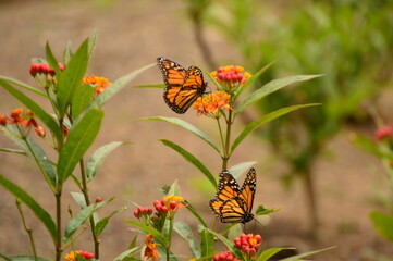 Monarch butterfly