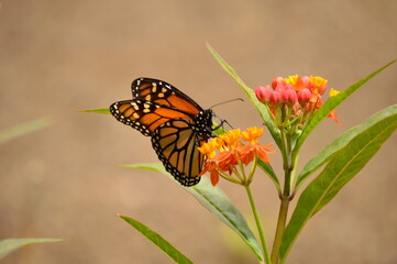 Monarch butterfly