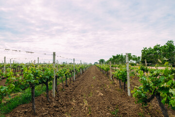 Fototapeta na wymiar Grape plantation in early summer. Development of young grapes. Against the backdrop of a cloudy sky