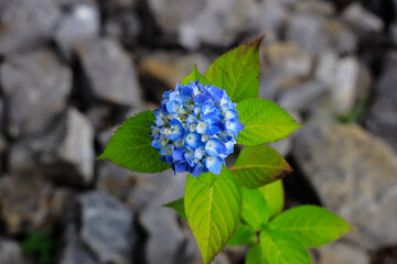 ブルーの紫陽花