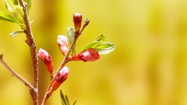 Almond blossom flower timelapse. Macro time lapse video of an almond tree fruit flower growing blooming and blossoming 