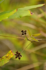 spider on a leaf