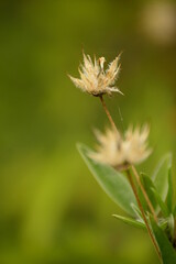 Yellow flowers in the garden
