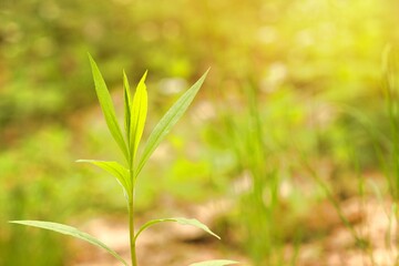 A green plant in the spring morning sun.
