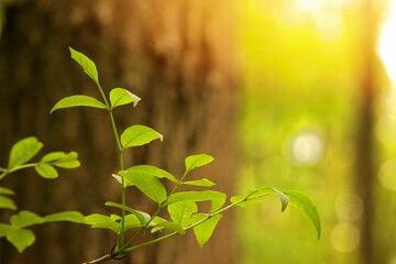 A green plant in the spring morning sun.
