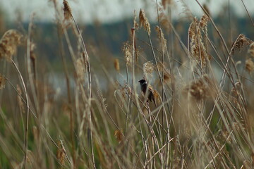 A bird resting on a branch on a spring morning.