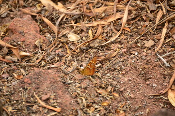 ants in the woods