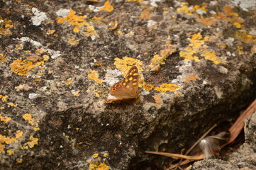 butterfly on the stone