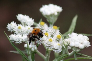 ladybug on daisy