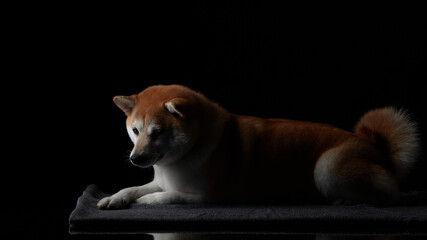Fototapeta premium Red shiba inu female at background