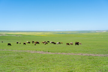 cows in a field