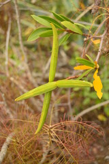 close up of a plant in a field