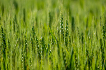 Gerstenfeld im Frühjahr