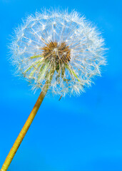 close-up image of dandelion head. summer feeling. space for text
